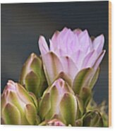 Pink Cactus Flowers Wood Print