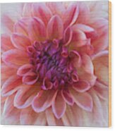 Pink Dahlia Oil Wood Print