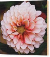 Pink Dahlia Wood Print