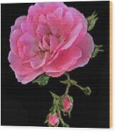 Pink Garden Rose 3 Wood Print
