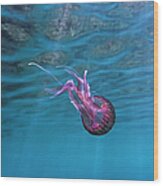 Pink Jellyfish In The Mediterranean Wood Print