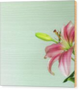 Pink Lily Wood Print