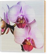 Pink Orchid Close Up 02 Wood Print