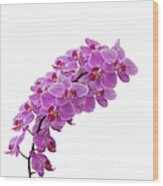 Pink Orchid In Full Bloom Wood Print