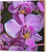 Pink Orchids Wood Print