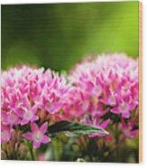 Pink Pentas Flowers Wood Print