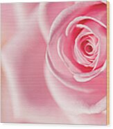 Pink Rose Detail Wood Print