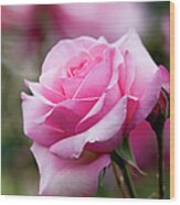 Pink Rose In Garden Wood Print