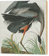 Pl 211 Great Blue Heron Wood Print