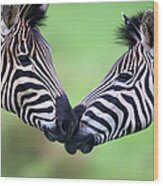 Plains Zebra Equus Quagga Pair Wood Print