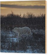 Polar Bear At Dusk Wood Print