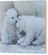 Polar Bear Cub Wood Print