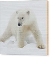 Polar Bear Cub On Snow Wood Print