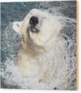 Polar Bear Shaking Off Water Wood Print