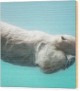 Polar Bear Swimming Underwater Wood Print
