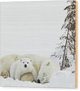 Polar Bear Ursus Maritimus Cub Rests On Wood Print