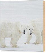 Polar Bears Standing On Snow After Wood Print