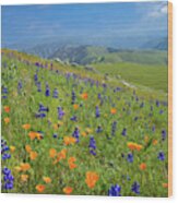 Poppies And Lupines On Bear Mountain Road Wood Print
