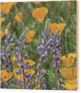 Poppies And Mountain Lupine 5585-030519 Wood Print