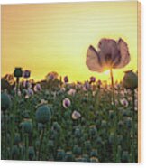 Poppy Field Sunset Wood Print