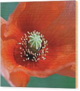 Poppy Flower Wood Print