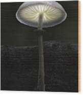 Porcelain Fungus Wood Print