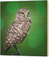 Portrait Of A Burrowing Owl Wood Print