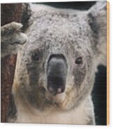 Portrait Of A Koala Bear Wood Print
