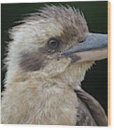 Portrait Of A Kookaburra Wood Print