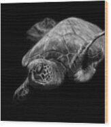 Portrait Of A Sea Turtle In Black And White Wood Print