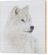 Portrait Of An Arctic Wolf Wood Print