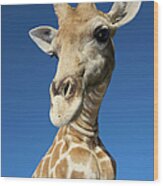 Portrait Of Giraffe Giraffa Wood Print