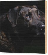 Portrait Of Labrador Retriever Canis Wood Print