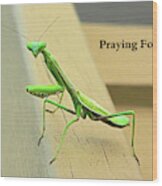 Praying Mantis For You Wood Print