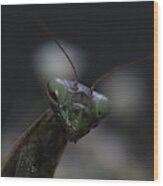Praying Mantis Wood Print