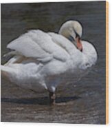 Preening Swan Wood Print