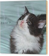 Pretty Please? Cute Kitten By Kaye Menner Wood Print