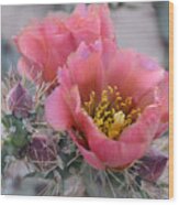 Prickly Pear Cactus With Pink Flowers Wood Print