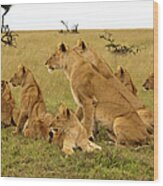 Pride Of Lions Have Dinner Spotted Wood Print