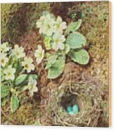 Primroses And Bird's Nest With Three Blue Eggs Wood Print
