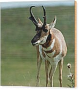 Pronghorn Antelope On Prairie Wood Print