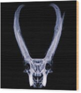 Pronghorn X-ray 02 Wood Print