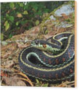 Puget Sound Garter Snake Wood Print