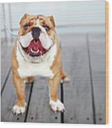 Puppy Dog Breed English Bulldog Wood Print