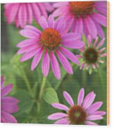 Purple Coneflower Wood Print