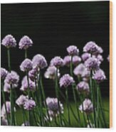 Purple Flowers Against Black Background Wood Print