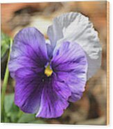 Purple Pansy Wood Print