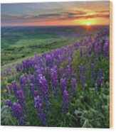 Purple Lupine Wildflowers At Sunset In The Palouse Wood Print