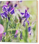 Purple Sweet Pea Blosssom Lathyrus Wood Print