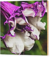 Purple Trumpet Flower Wood Print